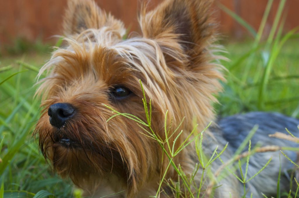 Fysioterapi og hundefrisør